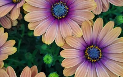 The Neurodivergent Guide to Summer SAD: Balancing Sensory Struggles with High-Pressure Social Obligations