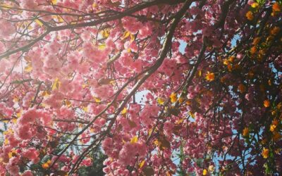 Surviving Weddings with Autism and ADHD: The Ultimate Guide 